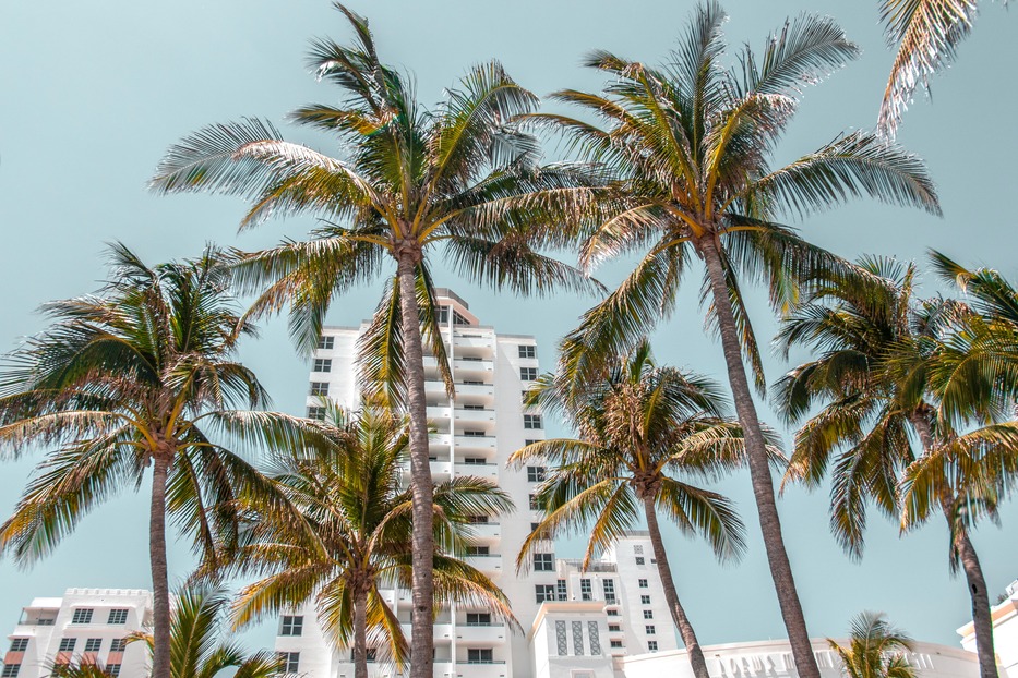 A landscape view of Miami, Florida. A blue sky, palm trees at the forefront and art deco buildings in the background.